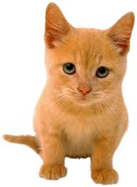 images (19).jpg