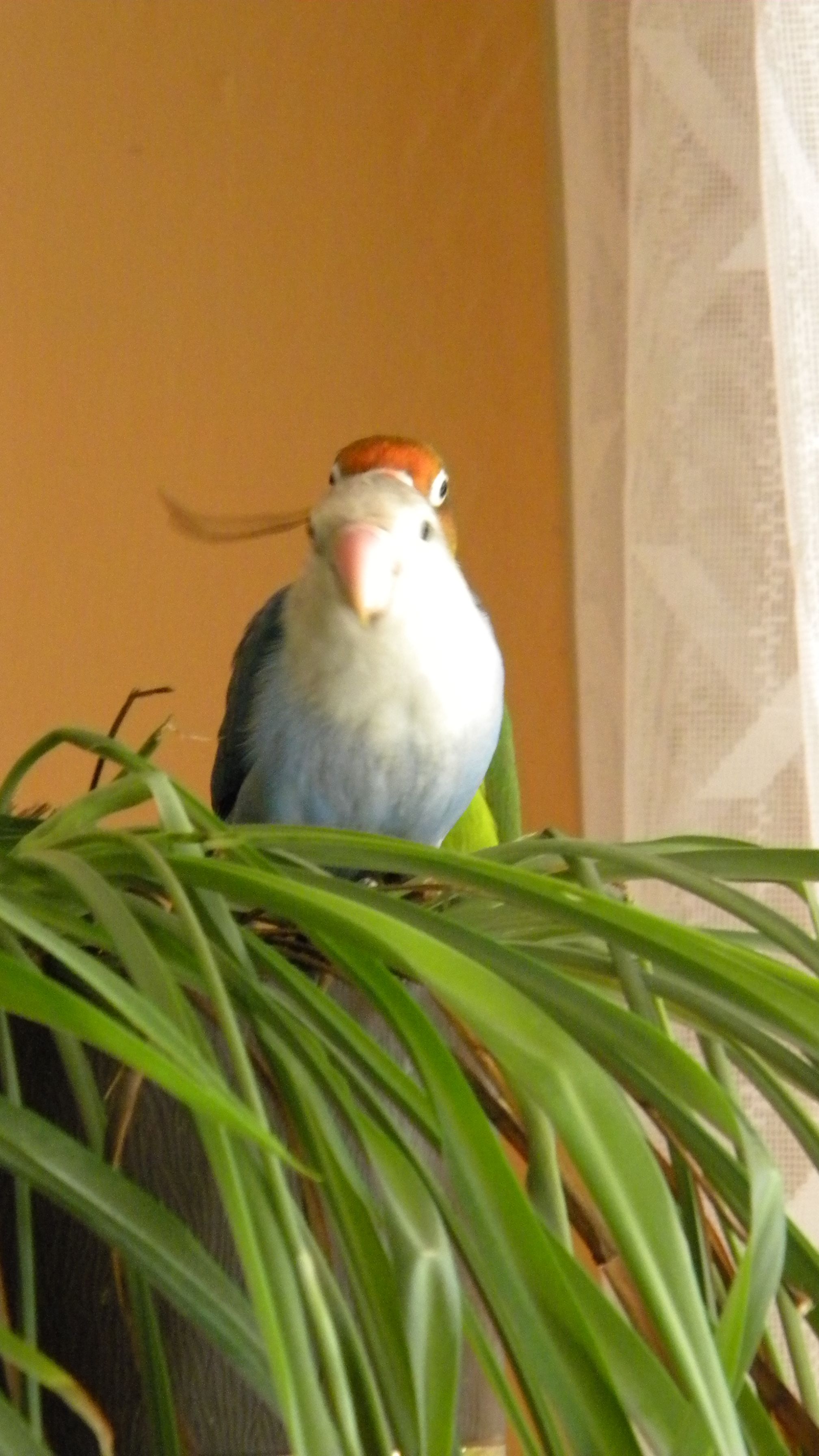 Moby..