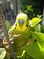 90px-Zebrabudgie.jpg