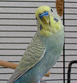 111px-Budgie_001.jpg