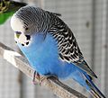 120px-Blue_male_budgie.jpg