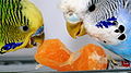 120px-Budgerigars_eating_tangerine.jpg