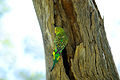 120px-Melopsittacus_undulatus_-Alice_Springs_Desert_Park-8.jpg