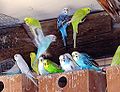 120px-Melopsittacus_undulatus_Revivim_2.jpg