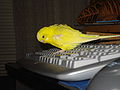 120px-Yellow_budgerigar_on_keyboard.jpg